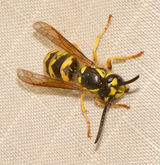 Vespula flavopilosa