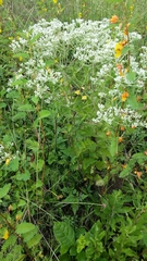 Eupatorium rotundifolium