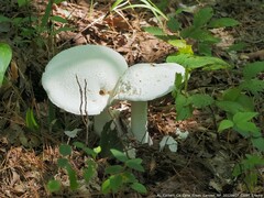 Amanita polypyramis