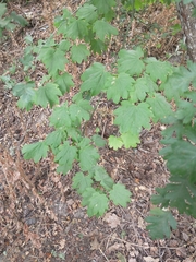 Acer circinatum