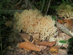 Ramaria formosa