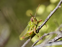 Hesperotettix viridis