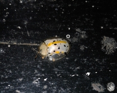 Aspidimorpha miliaris