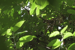 Alcippe brunneicauda