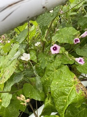 Ipomoea triloba