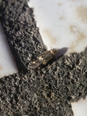 Oegoconia novimundi