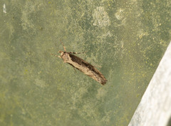 Atomotricha