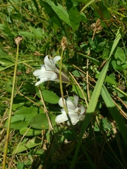 Gentiana newberryi