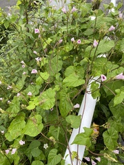 Ipomoea triloba