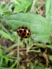 Harmonia conformis