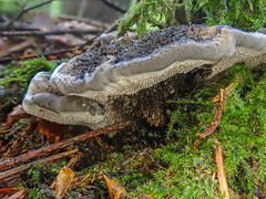 Phellodon niger
