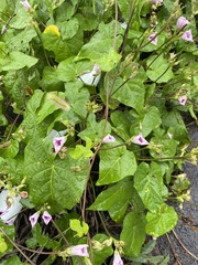 Ipomoea triloba