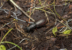 Mecodema sculpturatum