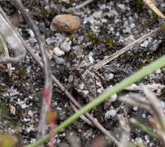 Paratettix argillaceus