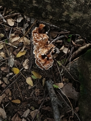 Cerrena zonata