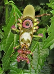 Pseudocreobotra amarae