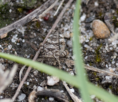 Paratettix argillaceus