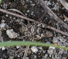 Paratettix argillaceus