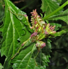 Pseudocreobotra amarae