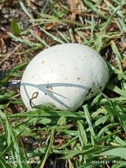 Calvatia craniiformis