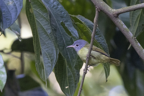 Gray-headed Sunbird