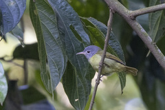 Gray-Headed Sunbird photo 1