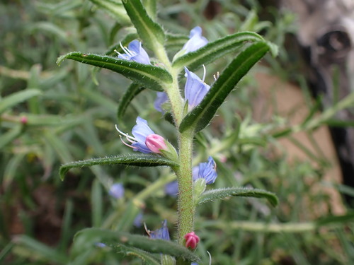 Image of Lobostemon stachydeus by (c) Ren Hoekstra, some rights reserved (CC BY)