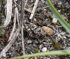 Paratettix argillaceus