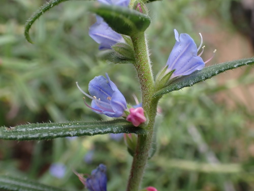 Karoo Healthbush (Lobostemon stachydeus)