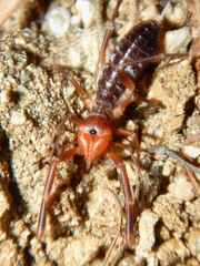 Eremobatidae