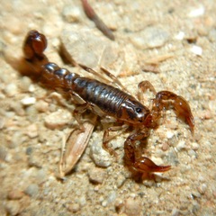 Superstitionia donensis