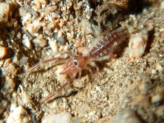 Eremobatidae
