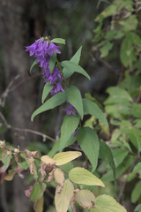 Campanula rapunculoides