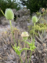 Dipsacus sativus