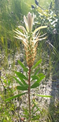 Melaleuca pachyphylla