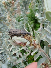 Leptopius duponti