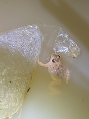 Phrynobatrachus natalensis