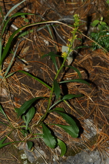 Solidago simplex