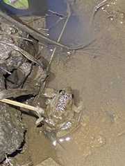 Phrynobatrachus natalensis