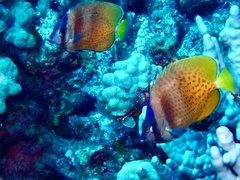 Chaetodon kleinii