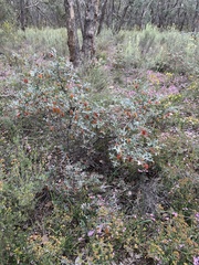 Grevillea dryophylla