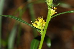 Solidago simplex