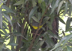 Cardellina canadensis