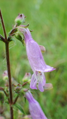 Penstemon gracilis