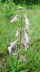 Penstemon gracilis