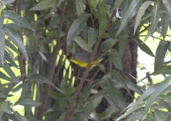 Cardellina canadensis