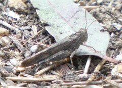 Lactista gibbosus