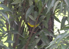 Cardellina canadensis