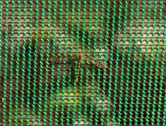 Austrolimnophila argus