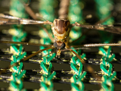 Austrolimnophila argus